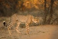 The cheetah Acinonyx jubatus feline walking across the sand way in Kalahari desert in the evening sun Royalty Free Stock Photo