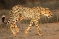 The cheetah Acinonyx jubatus feline walking across the sand way in Kalahari desert Royalty Free Stock Photo