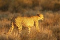 The cheetah Acinonyx jubatus feline walking across the sand way in Kalahari desert in the evening sun Royalty Free Stock Photo