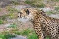 Cheetah (Acinonyx jubatus) Royalty Free Stock Photo