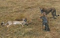 Cheetah, acinonyx jubatus, Group Hunting a Thomson`s Gazelle, Masai Mara Park in Kenya