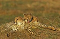 CHEETAH acinonyx jubatus, GROUP LAYING DOWN, MASAI MARA PARK IN KENYA Royalty Free Stock Photo