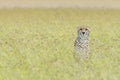 Cheetah (Acinonyx jubatus) hiding in grass