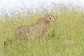 Cheetah on savanna looking in distance Royalty Free Stock Photo