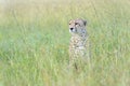 Cheetah on savanna looking in distance Royalty Free Stock Photo