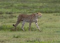 Cheetah Acinonyx jubatus Hunting Prey