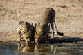 Cheetah (Acinonyx jubatus) Kgalagadi Transfrontier Park, South Africa Royalty Free Stock Photo