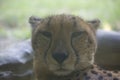 The cheetah or Acinonyx jubatus, resting Royalty Free Stock Photo