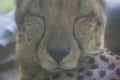 The cheetah or Acinonyx jubatus, resting Royalty Free Stock Photo