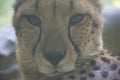 The cheetah or Acinonyx jubatus, resting Royalty Free Stock Photo