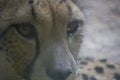 The cheetah or Acinonyx jubatus, resting Royalty Free Stock Photo