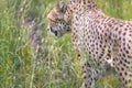 Cheetah, Acinonyx jubatus is a large cat of the subfamily Felinae Royalty Free Stock Photo