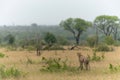 Cheetah in the rain in Kruger National Park in South Africa Royalty Free Stock Photo