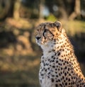 Cheetah, Acinonyx jubatus, looking to the left Royalty Free Stock Photo