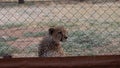 A cheetah - acinonyx jubatus - lying behind a fence in a large cage, bred in captivity