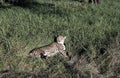 A cheetah Acinonyx jubatus lying down in lush green grass Royalty Free Stock Photo