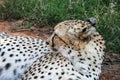 Cheetah, Acinonyx jubatus lying in the grass of the Mokolodi Nature Reserve, Gaborone, Botswana. Landscape view Royalty Free Stock Photo