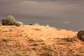 The cheetah Acinonyx jubatus lying on the red sand dune in Kalahari desert Royalty Free Stock Photo