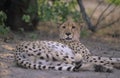 Cheetah (Acinonyx Jubatus) lying on sand