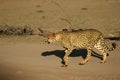 The cheetah Acinonyx jubatus male walking across the sand in Kalahari desert Royalty Free Stock Photo