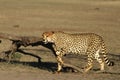 The cheetah Acinonyx jubatus male walking across the sand in Kalahari desert Royalty Free Stock Photo