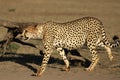 The cheetah Acinonyx jubatus male walking across the sand in Kalahari desert Royalty Free Stock Photo