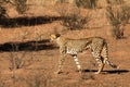 The cheetah Acinonyx jubatus male walking across the sand in Kalahari desert in the evening sun Royalty Free Stock Photo