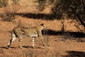 The cheetah Acinonyx jubatus male walking across the sand in Kalahari desert in the evening sun Royalty Free Stock Photo