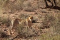 The cheetah Acinonyx jubatus male walking across the sand in Kalahari desert in the evening sun Royalty Free Stock Photo