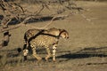 The cheetah Acinonyx jubatus male walking across the sand way in Kalahari desert. Royalty Free Stock Photo