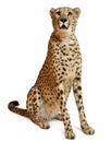 Cheetah, Acinonyx jubatus, 18 months old Royalty Free Stock Photo