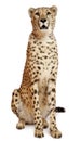 Cheetah, Acinonyx jubatus, 18 months old