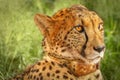 Cheetah Acinonyx jubatus portrait with collar, side view, Madikwe Game Reserve, South Africa.