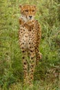 Cheetah Acinonyx jubatus portrait, head on view, Madikwe Game Reserve, South Africa.