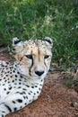 Cheetah, Acinonyx jubatus, portrait in the Mokolodi Nature Reserve, Gaborone, Botswana