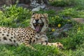 Cheetah with big yawn relaxes in green grass dotted with yellow flowers Royalty Free Stock Photo