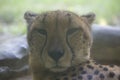 The cheetah or Acinonyx jubatus, resting Royalty Free Stock Photo