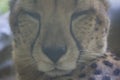 The cheetah or Acinonyx jubatus, resting Royalty Free Stock Photo