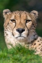 Cheetah - Acinonyx jubatus Royalty Free Stock Photo
