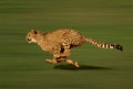 Cheetah, acinonyx jubatus, running Royalty Free Stock Photo