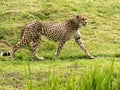 One Cheetah Acinonyx jubatus, running on green grass and observing the surroundings Royalty Free Stock Photo