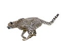 Cheetah (Acinonyx jubatus) Running Royalty Free Stock Photo