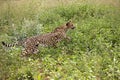 Cheetah, acinonyx jubatus, Running, Namibia Royalty Free Stock Photo