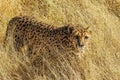 Cheetah (Acinonyx jubatus) in the savanna