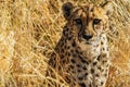 Cheetah (Acinonyx jubatus) in the savanna