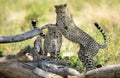 Cheetahs ( Acinonyx jubatus ) in savanna. South Africa