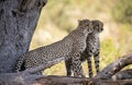 Cheetahs ( Acinonyx jubatus ) in savanna. South Africa