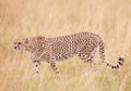 Cheetah (Acinonyx jubatus) in savannah Royalty Free Stock Photo