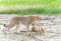 Cheetah in Mkuze Falls Game Reserve