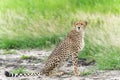 Cheetah in Mkuze Falls Game Reserve